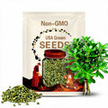Organic JADE Bush Bean Always Slender Best Quality Flavor Rare SEEDS